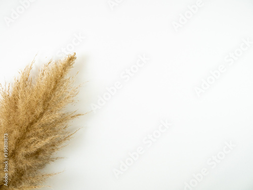 Autumn composition. Pampas grass on white background. Flat lay  top view.