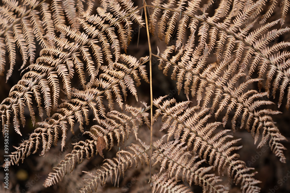 Fern leaf closeup in beige, champagne colors on dark background. Trendy natural pattern, texture in neutral shades.