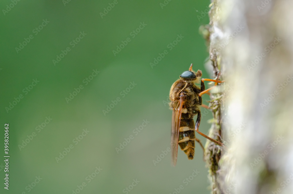 Coenomya ferruginea Coenomye Coenomya ferruginea Coenomye