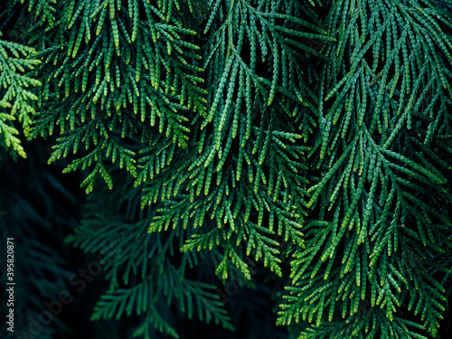 Green thuja tree branches background.