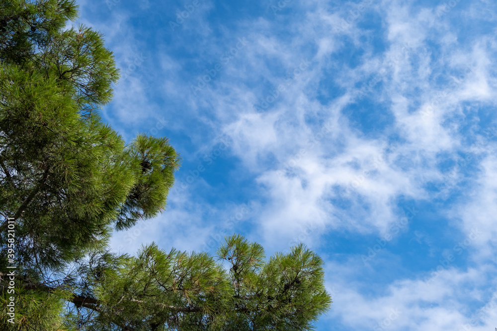 Pine tree branches against blue cloudy sky background, bottom view