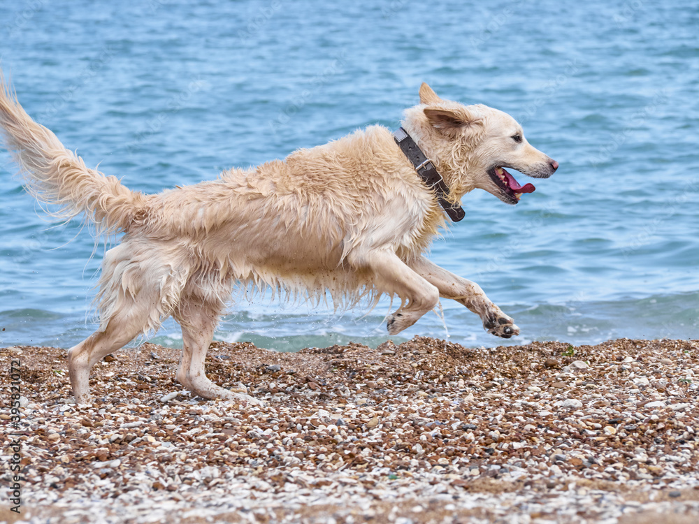 White golden labrador retriever dog on the beach White golden labrador retriever dog on the beach