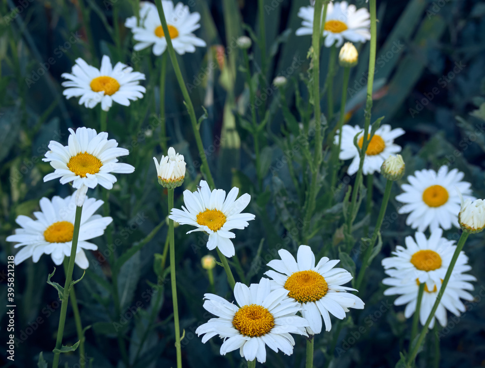 Fototapeta premium Chamomile flowers in the meadow.