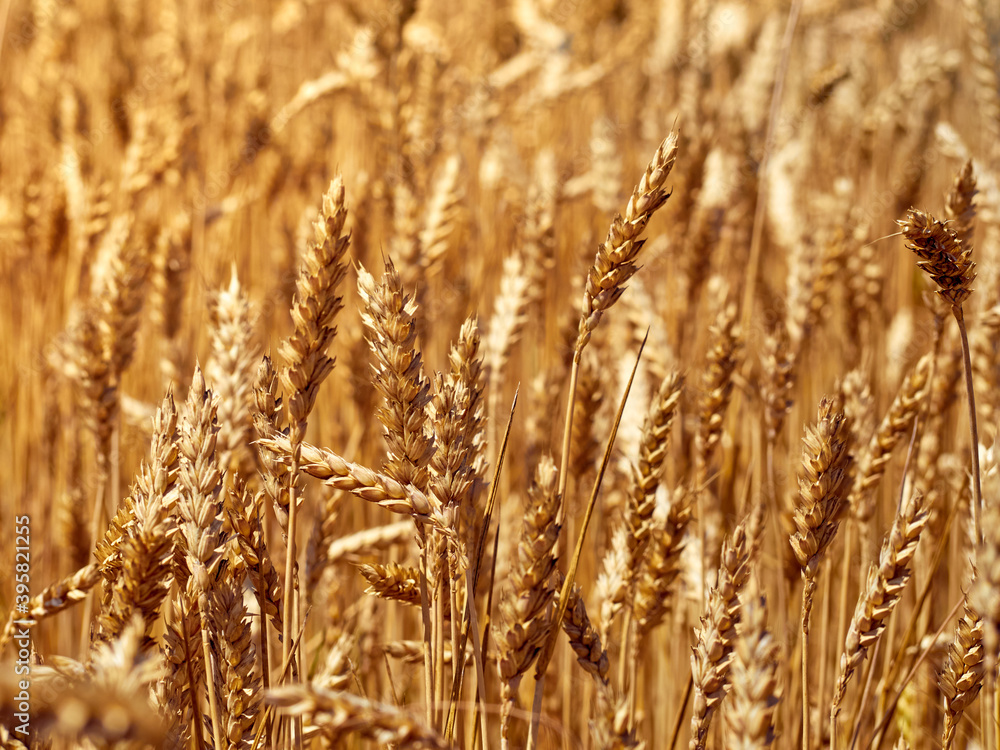 Fototapeta premium Golden ripe ears of wheat.