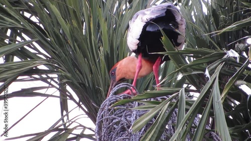 The buff-necked ibis (Theristicus caudatus), also known as the white-throated ibis, balance on a fishtail palm (Caryota urens) looking for food. photo