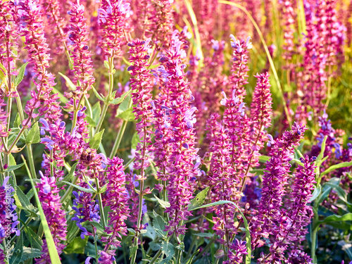 Purple sage flowers blooms in the summer meadow.