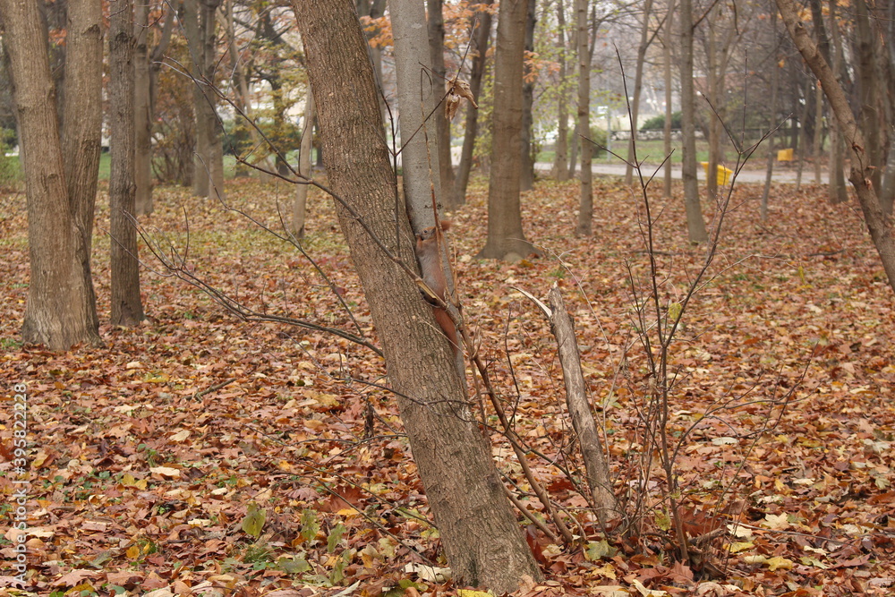A squirrel climbs a tree trunk in an autumn park
A squirrel climbs a tree trunk in an autumn park