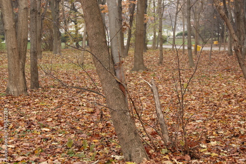  A squirrel climbs a tree trunk in an autumn park