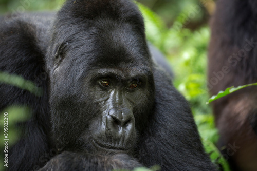 Mountain gorilla ape close-up portrait © Pedro Bigeriego
