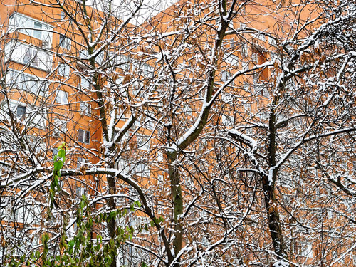 Wallpaper Mural bare trees covered by the first snow and orange high-rise apartment house on background on cold autumn day Torontodigital.ca