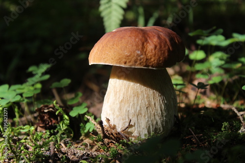 Boletus edulis, excellent edible and very tasty mushroom growing in a forest 