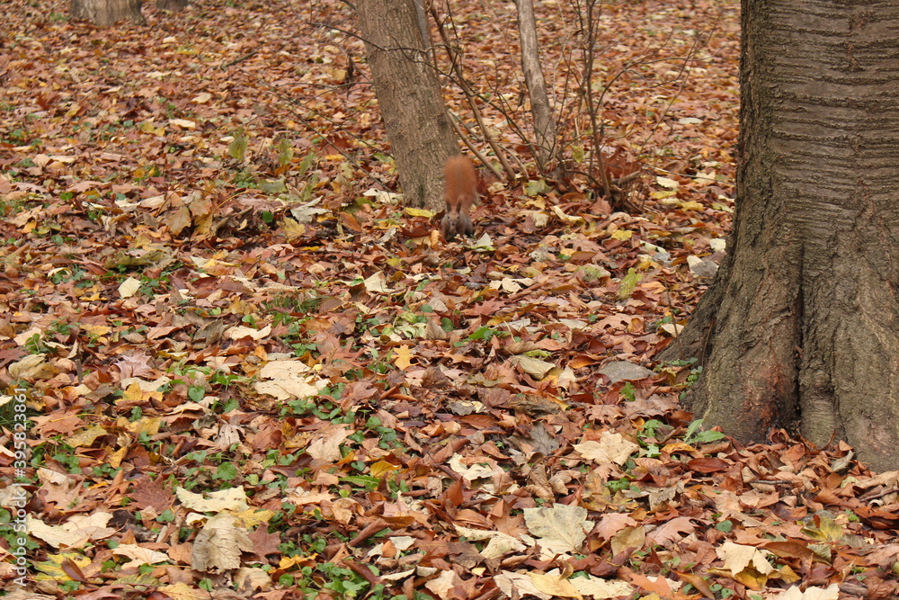 Red squirrel looking for food in the fallen leaves in the autumn forest
Red squirrel looking for food in the fallen leaves in the autumn forest