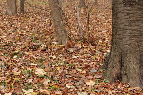  Red squirrel looking for food in the fallen leaves in the autumn forest