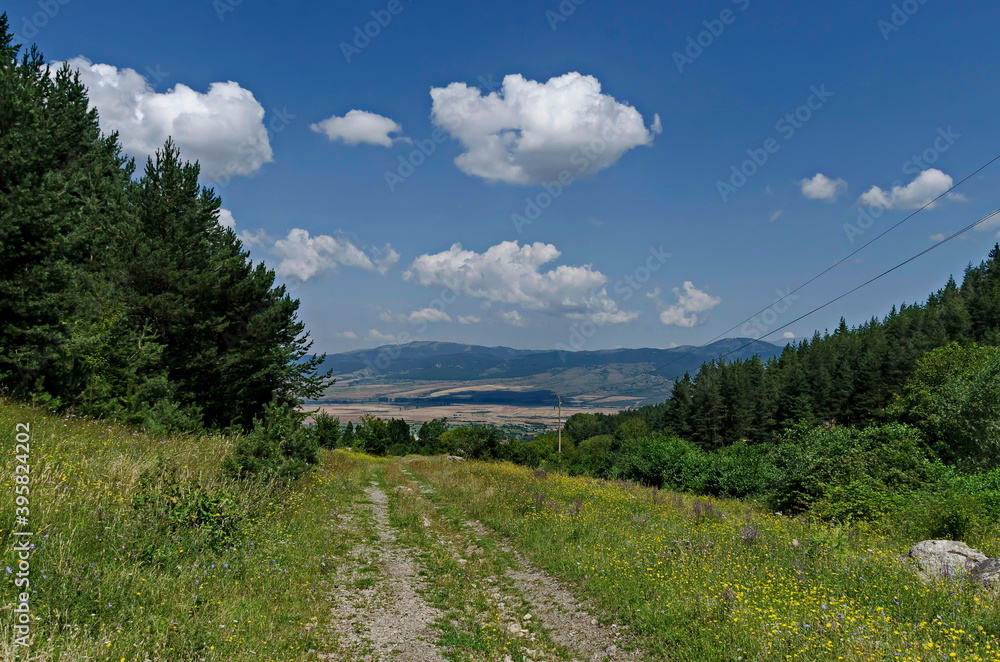 Green forest, road and flower meadows in Rila mountain, Bulgaria 