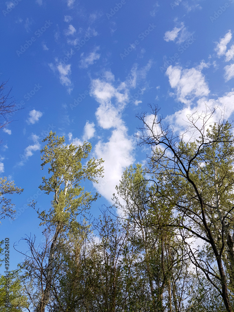 A low angle shot of green-leaved trees on a blue sky background A low angle shot of green-leaved trees on a blue sky background