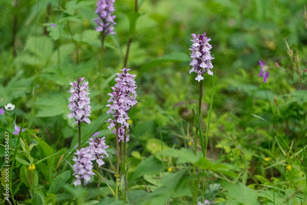 The common spotted orchid ( Dactylorhiza fuchsii) The common spotted orchid ( Dactylorhiza fuchsii)