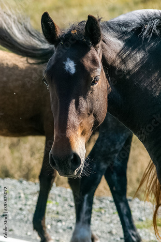 A close-up horse. Portrait of horse. photo