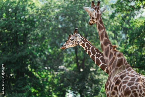 two giraffes in a zoo  © Nauris
