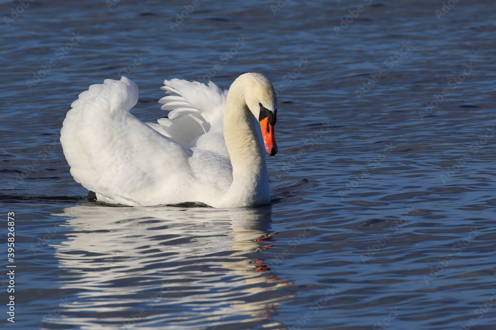 Fototapeta premium The mute swan floats on the water. The mating season.