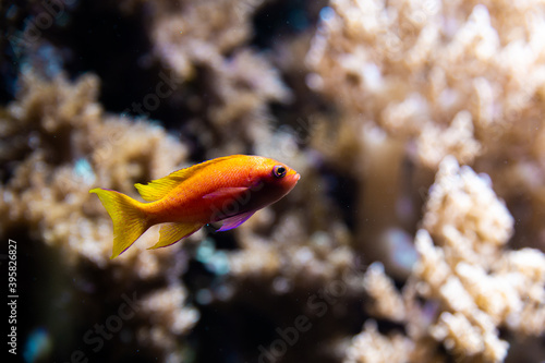 orange fish in a tank with corals 