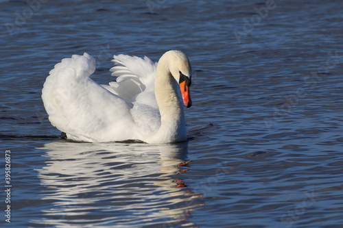 The mute swan floats on the water. The mating season.