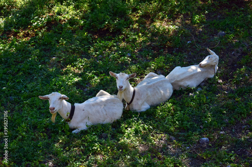 Three white goats lying in a row. photo