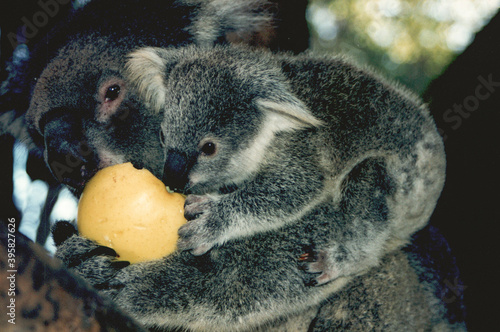 koala and bubs photo