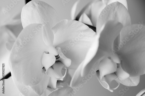 Beautiful orchid flower in white