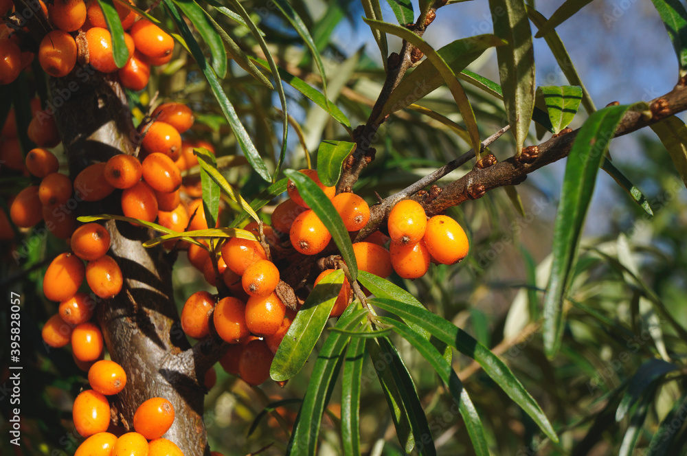 a sea buckthorn branch with orange berries a sea buckthorn branch with orange berries