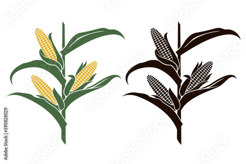 collection of corn stalk illustrations isolated on white background