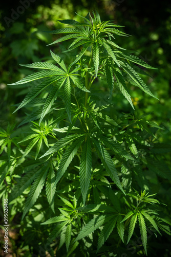A plant of marijuana on a blurred natural background. Selective focus.