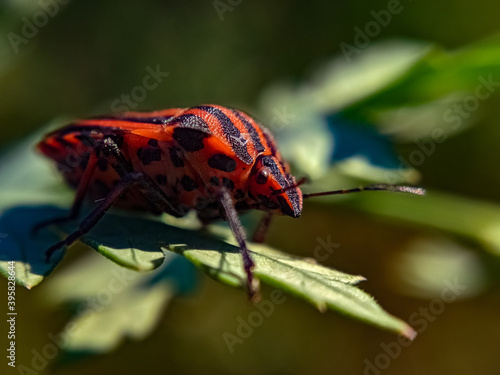 red bug on a green leaf