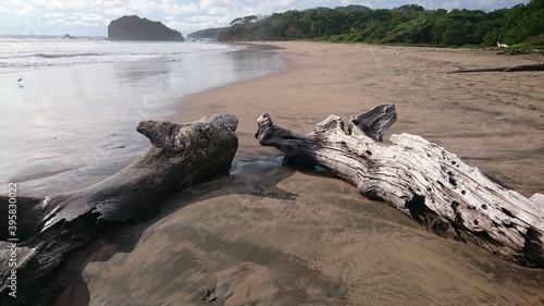 driftwood on the beach