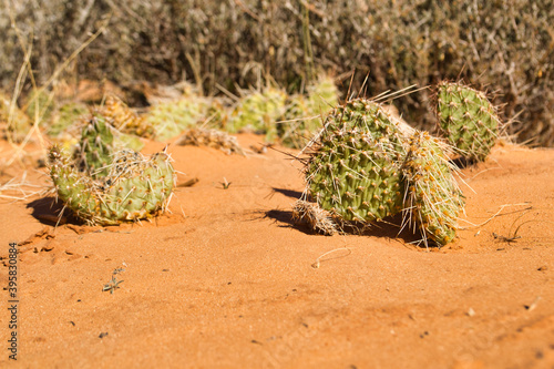 Closeup of plains pricklypears in a desert under the sunlight with a blurry background photo