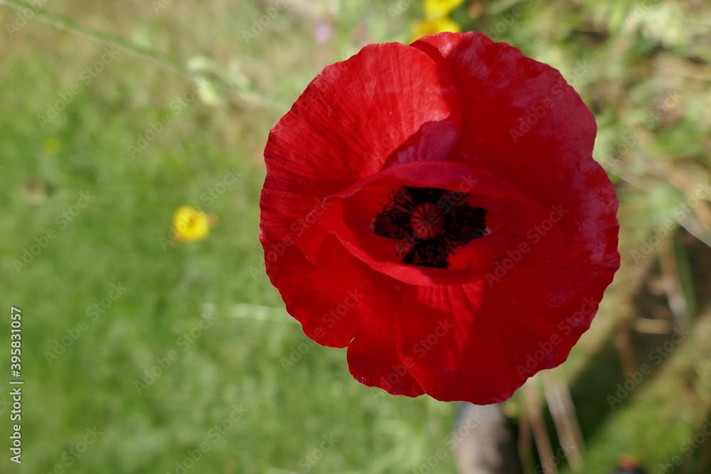 Red poppy flower