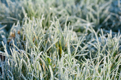 фотографія Green grass with hoar frost on a cold winter day