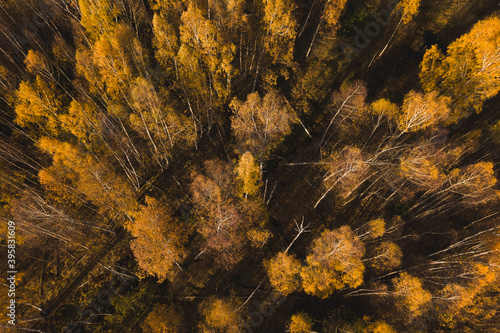 drone shot look from above autumn trees yellow leaves forest wood in Latvia, Seja birch trees  photo