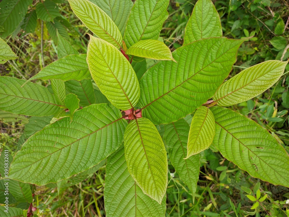 kratom plant (Mitragyna speciosa) in tropical nature Borneo kratom plant (Mitragyna speciosa) in tropical nature Borneo