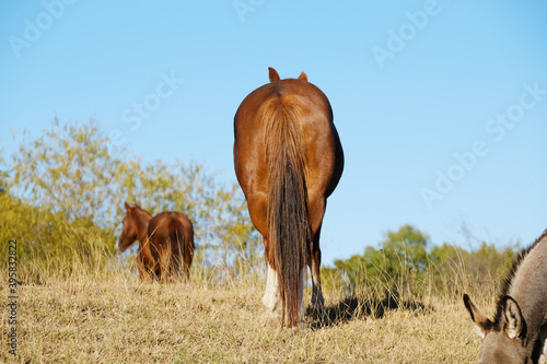 Horse butt with tail, walking away through field on farm. photo