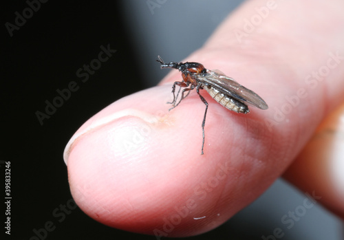 Side view of a Blossom Fly (Dilophus nigrostigma) perched on a finger in Fiordland, New Zealand.  photo