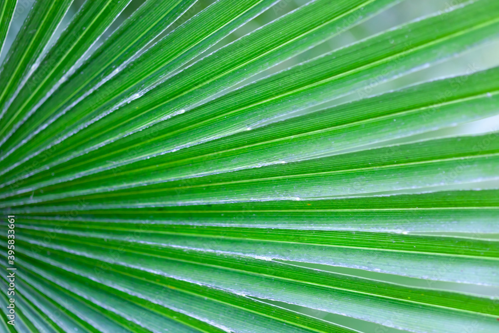 Obraz premium Green Palm Branch close-up, used as background or texture