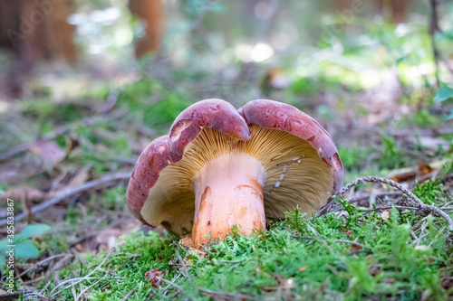 Lactifluus volemus (voluminous-latex milky) mushroom growing in the woods photo