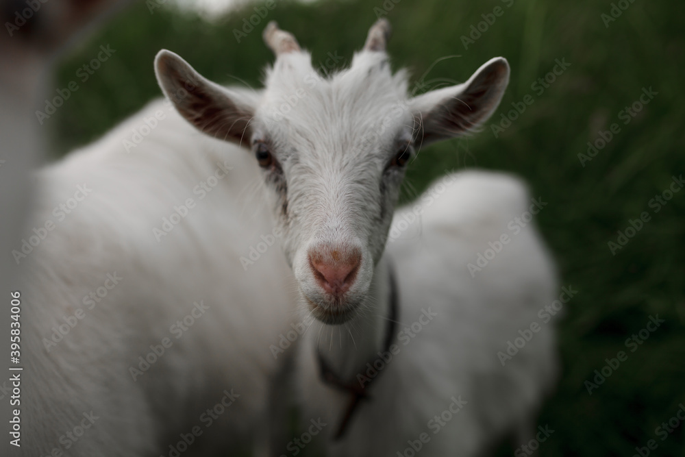 white goat on a background of green grass white goat on a background of green grass