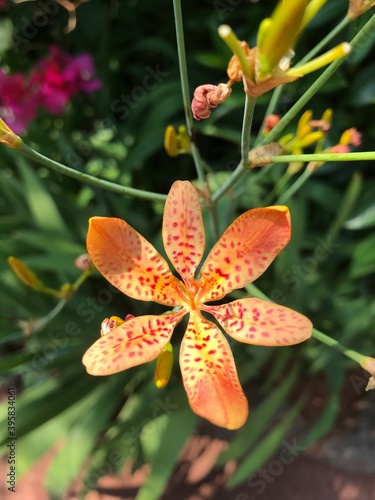 butterfly on flower