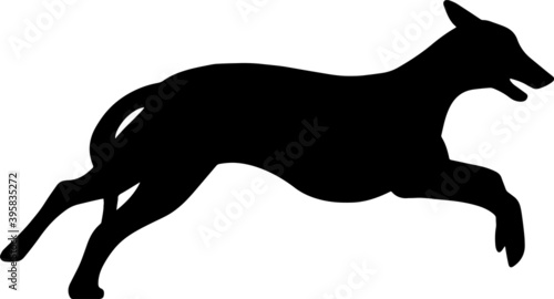 Silhouette of a running Greyhound dog. Agility vector illustration. Image of a relative of a wolf.