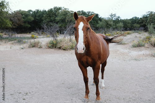 Brown quarter horse in dry Texas field.