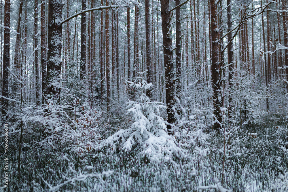 Fototapeta premium snow covered trees in the winter forest 