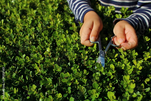 manos de niña cortando un arbusto con hojas verdes