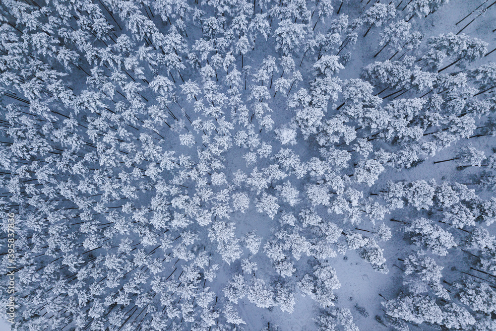 snow covered trees in the winter drone shot from above forest beautiful scenery snow covered trees in the winter drone shot from above forest beautiful scenery