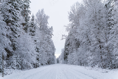 snow covered trees in the forest winter scenery lonely snow covered country road narrow 